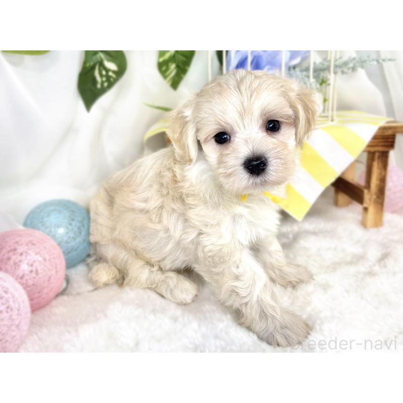 販売中の滋賀県のマルプー:マルチーズ×トイプードル-408975の3枚目